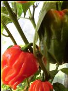 Habanero El Remo FrÃ¼chte Bild