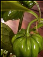 Habanero El Remo Bild