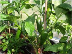 Jalapeno Conchos  Bild