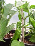 ungereifte Kapia Paprikas Bild