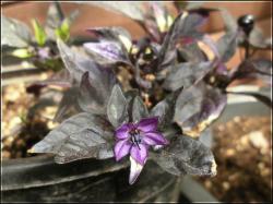 Purple Flash BlÃ¼te Bild