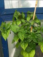 PI 439416 Pflanze Bild