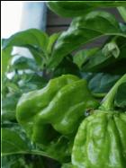 Frontera Sweet Habaneros Bild