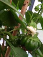 ParadeisfrÃ¼chtiger Gelber Paprikas Bild