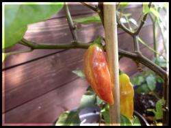 Bolivian Bumby FrÃ¼chte Bild