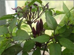 Explosive Ember lila FrÃ¼chte Bild