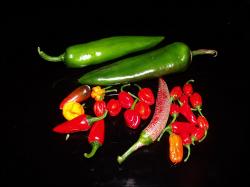 Ernte von Chilis am 09072016 Bild