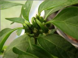 Jalapeno M BlÃ¼ten Bild