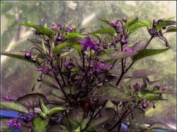 Explosive Ember BlÃ¼tenmeer Bild