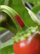 VerhÃ¼tete Frucht bei Jalapeno M zur Saatgutgewinnung Bild