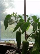 Kapia Paprika trÃ¤gt 3 FrÃ¼chte Bild