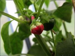 ParadeisfrÃ¼chtiger Gelber verhÃ¼tete PaprikablÃ¼te zwecks sortenreine Saatgutgewinnung Bild