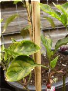 Tazmanian Black Bild