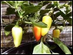 Erste Calorofrucht reift ab Bild