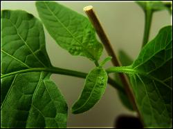 Aji Little Finger Orange Bild