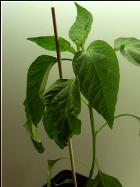 Elefant hÃ¤ngt Bild