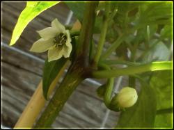 Jalapeno M BlÃ¼ten Bild