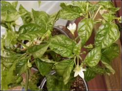 Frontera Sweet Krone Bild