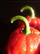 Habanero El Remo Bild