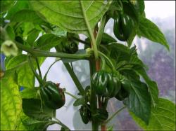 PI 439416 FrÃ¼chte Bild