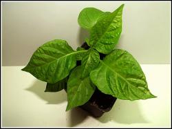 PI 439416 Nr. 1 Bild