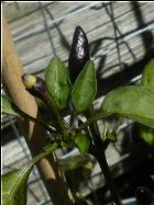 Bolivian Rainbow FrÃ¼chte Bild