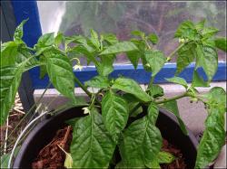 Habanero El Remo breites Wachstum Bild