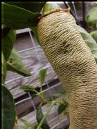 Elefant chili frucht Bild