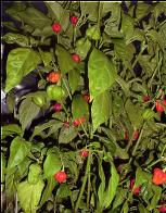 Rocotillo Pflanze Bild