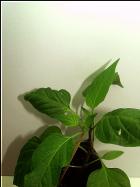 Jalapeno M Nr. 3 Bild