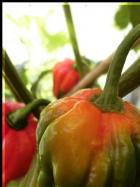 Habanero El Remo Farbumschwung Bild