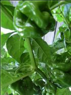 Frontera Sweet  Bild