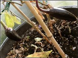 Czech Black Bild der Schande Bild