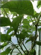 Habanero El Remo Bild