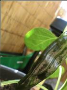 Aji Panca noch unreife Frucht  Bild