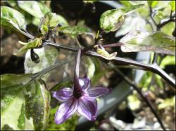 Purple Tiger BlÃ¼te Bild