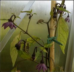 Czech Black blÃ¼ht trotz Spinnmilbenbefall Bild