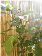 Jalapeno Conchos Pflanze Bild