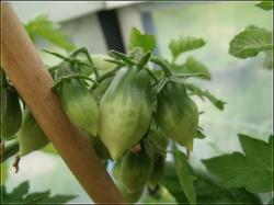 CrazyCherry Tomaten Bild