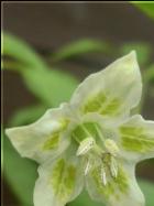 Madre Vieja BlÃ¼te Bild