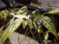 Goats Weed Chili BlÃ¼tenaufnahme Bild