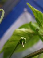 Aji de Sazonar Fruchtansatz Bild