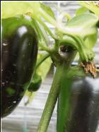 Jalapeno M Bild