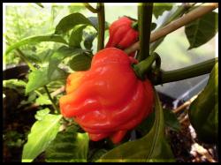 Habanero El Remo FrÃ¼chte Bild