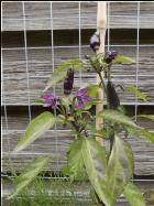 Bolivian Rainbow Bild