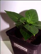 Aji cachucha Nr. 1 Bild