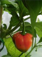 Rocotillofrucht fÃ¤rbt sich um Bild